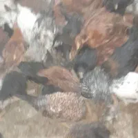 جوجه دو ماهه و چهار ماهه