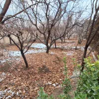 باغچه-4-دیواری-مشجر-انشعابات-خوشنام