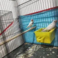 جفت فنچ فنج با تخم مولد سفید