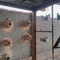 تعدادی فنج خوش رنگ|پرنده|میناب, |دیوار