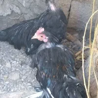 مرغ خروس فونیکس