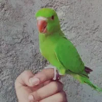 جوجه ملنگو  نر شاه تخم