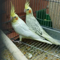 عروس هلندی با ۳تا جوجه یک ماهه