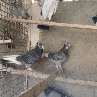 کفترا کپکی تیرماه