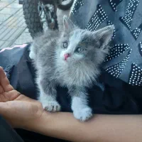 گربه