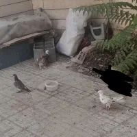 کبوتر|پرنده|اصفهان, شمس آباد|دیوار