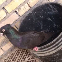 کبوتر زاغ ابادانی|پرنده|شادگان, |دیوار