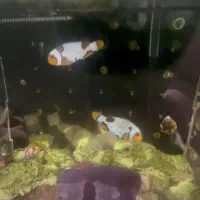 دلقک ماهی فراسبیت