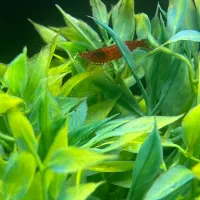 ماهی اکواریوم شریمپ حلزون