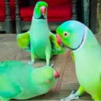 کشور گیرینچیک ملنگو راهب شاه طوطی سخنگو ضمانت ۵سال|پرنده|تهران, سلسبیل شمالی|دیوار