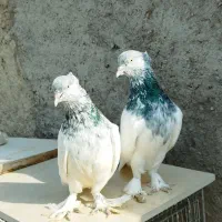 کبوتر،کفتر کل سبز|پرنده|قم, شهرک مهدیه (مدرس)|دیوار