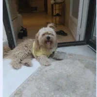 سگ پشمالو پاکوتاه