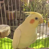 عروس هلندی لوتینو ماده