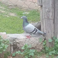 بلغاری اصل پلاک دار