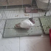 پرنده سفید کله قرمز