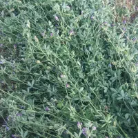 فروش علف یونجه پرس پشدوره