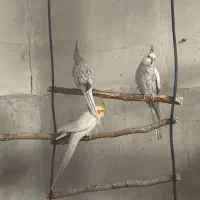 عروس هلندی  فنچ کینگ  طوطی برزیلی