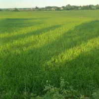 5-هزار-متر-مزرعه-تسطیح-نشده