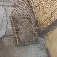 قفس عروس هلندی