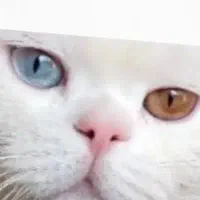 گربه ( بریتیش )