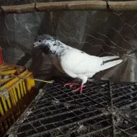 کبوتر طوقی اصل پاکستان|پرنده|چوبر, |دیوار