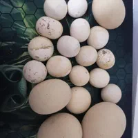 سنگ الماس آسیاب