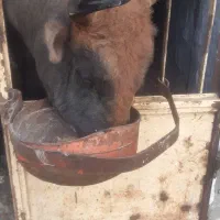 ورزا  به شرط