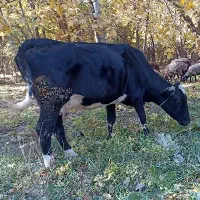 گاو آبستن ۷ماه