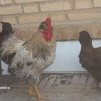 خروس جوان فروشی