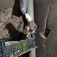 طوقی ،هفترنگ