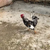 مرغ و خروس گلین یکساله
