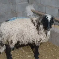 بره نر و قوچ و شیشک