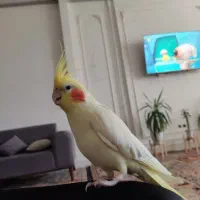 عروس هلندی ماده