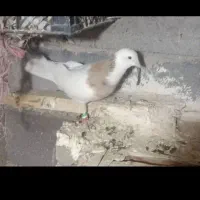 البخش|پرنده|کبودرآهنگ, |دیوار