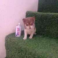 توله پامر|سگ|کاشان, امام خمینی|دیوار