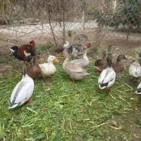 اردکهای پروازی|حیوانات مزرعه|اهواز, امانیه|دیوار