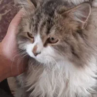 گربه خانگی واگذاری رایگان