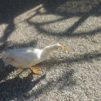 غاز محلی ارگانیک|حیوانات مزرعه|الیگودرز, |دیوار