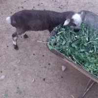 بره شیری خرج خور