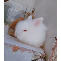 بچه خرگوش لوپ و مینیاتوری اصیل|موش و خرگوش|طبس, |دیوار