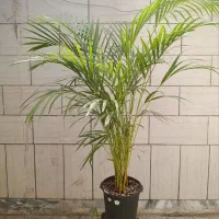نخل اریکا لاکچری|گل و گیاه طبیعی|مشهد, حجاب (شهرک غرب)|دیوار