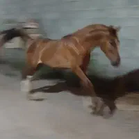 نریون عرب|اسب و تجهیزات اسبسواری|تهران, جوادیه|دیوار