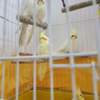 عروس هلندی بالغ
