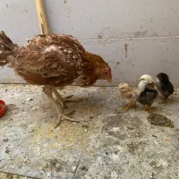 مرغ لاری با جوجه