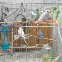 مرغ عشق یک جوفت نر ماده.۸جوجه