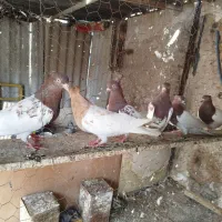 کبوتر کله رنگه