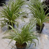 گل گندمی گلدان 14