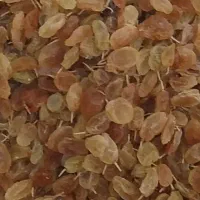 فروش کشمش زرد وتمیزکیلویی ۵۰۰
