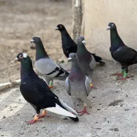 کفتر بوم کرمونی آلمانی نر