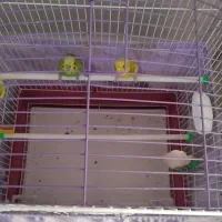 یک جفت مرغ عشق باقفس|پرنده|چهاردانگه (تهران), |دیوار